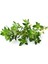 Fransız Yaz Kekiği Tohumu Aromatik Kekik Thymus Vulgaris French Summer Thyme Seeds 2