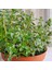 Fransız Yaz Kekiği Tohumu Aromatik Kekik Thymus Vulgaris French Summer Thyme Seeds 3