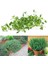 Fransız Yaz Kekiği Tohumu Aromatik Kekik Thymus Vulgaris French Summer Thyme Seeds 4