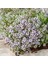 Fransız Yaz Kekiği Tohumu Aromatik Kekik Thymus Vulgaris French Summer Thyme Seeds 5