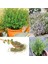 Fransız Yaz Kekiği Tohumu Aromatik Kekik Thymus Vulgaris French Summer Thyme Seeds 6