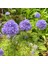 Mavi Gilia Capitata Tohumu Top Çiçekli Gilya 2
