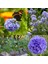 Mavi Gilia Capitata Tohumu Top Çiçekli Gilya 6