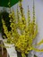 Bodur Altın Çanak Forsythia 'mini Gold' 1-2 Yaş 1