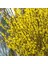 Bodur Altın Çanak Forsythia 'mini Gold' 1-2 Yaş 2