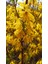 Bodur Altın Çanak Forsythia 'mini Gold' 1-2 Yaş 3