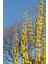 Bodur Altın Çanak Forsythia 'mini Gold' 1-2 Yaş 4