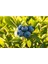 Yaban Mersini (Blueberry, Likapa) 1000 gr 2