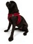 Air-Mesh Harness Köpek Göğüs Tasması Small Kırmızı 5