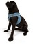 Air-Mesh Harness Köpek Göğüs Tasması XSmall Mavi 5
