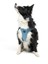 Air-Mesh Harness Köpek Göğüs Tasması XSmall Mavi 7
