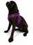 Air-Mesh Harness Köpek Göğüs Tasması Large Mor 5