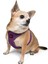 Air-Mesh Harness Köpek Göğüs Tasması Large Mor 6