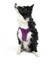 Air-Mesh Harness Köpek Göğüs Tasması Large Mor 7