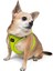 Air-Mesh Harness Köpek Göğüs Tasması XLarge Lime 6