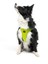 Air-Mesh Harness Köpek Göğüs Tasması XLarge Lime 7