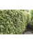 HEDERA SARMAŞIK - 1.5 + METRE SARILICI BİTKİ 2