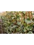 HEDERA SARMAŞIK - 1.5 + METRE SARILICI BİTKİ 4