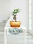 -Ithal Ficus Bonsai Altlıklı Beton Saksıda 35CM Ofis Iç Mekan Hediye 1