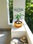 -Ithal Ficus Bonsai Altlıklı Beton Saksıda 35CM Ofis Iç Mekan Hediye 2