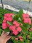 Thailand Kökenli Red Inferno Dikenler Tacı Euphorbia Milii 2