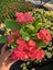 Thailand Kökenli Red Inferno Dikenler Tacı Euphorbia Milii 3