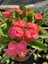 Thailand Kökenli Red Inferno Dikenler Tacı Euphorbia Milii 4