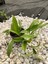 Hoya Pubicalyx Red Buttons Mum Çiçeği H165 2