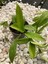 Hoya Pubicalyx Red Buttons Mum Çiçeği H165 3