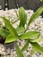 Hoya Pubicalyx Red Buttons Mum Çiçeği H165 4