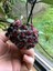 Hoya Pubycalix Black Dragon Mum Çiçeği 1