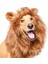Köpek Peruk Lion 1