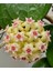 Hoya Parasitica Black Margin Mum Çiçeği 1