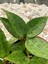 Hoya Parasitica Black Margin Mum Çiçeği 4