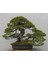 Bonsai Pinus Seti (Fidan+Bonsai Saksı+Toprak +Bitki Besini) 1