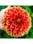 15 Adet Dev Yıldız Dahlia Çiçeği Soğanı Yumrusu 10 Renk Karışık 7 Cm.yeni Mahsul.. 2