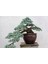 Bonsai Mavi Servi Seti (Fidan+Bonsai Saksı+Toprak +Bitki Besini) 1