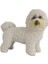 Model Köpek Bichon Frise 1