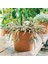Cachepot Perfetto 15 cm Toprak Saksı Terracota 5