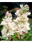 Sümbülteber Soğanı 5 Adet Doğal Ev Bahçe Için Ideal Polianthes Tuberose 1