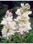 Sümbülteber Soğanı 5 Adet Doğal Ev Bahçe Için Ideal Polianthes Tuberose 5