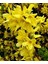Bodur Altınçanak Forsythia 'mini Gold' 1-2 Yaş 2