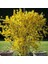 Bodur Altınçanak Forsythia 'mini Gold' 1-2 Yaş 4