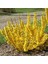 Bodur Altınçanak Forsythia 'mini Gold' 1-2 Yaş 5