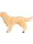 Model Köpek Ten Rengi Golden Retriever 2