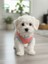 Şeker Pembe Renkli Kedi ve Köpek Kıyafeti Elbisesi Love Baskılı 4