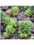 Sedum Rubrotınctum 45 Adet - Teraryum Için Sukulent Yer Örtücü Bi 3