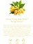 Ylang Ylang Yağı %100 Saf - Duygusal Denge, Cilt ve Saç Bakımı Serum 20 ml 5