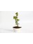 Bonsai Japon Akçaağacı Hediyelik 1