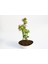 Bonsai Japon Akçaağacı Hediyelik 3